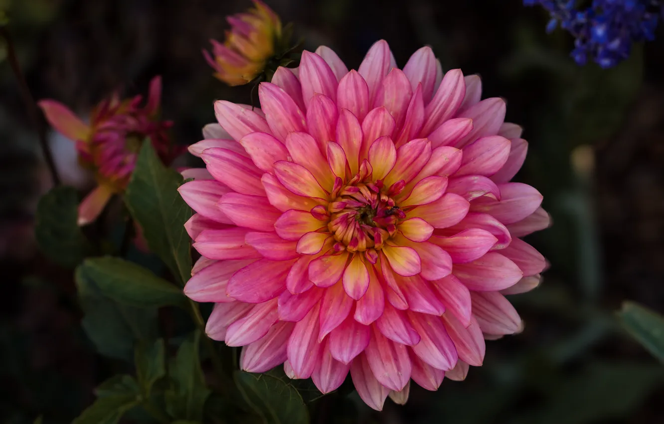 Photo wallpaper flowers, the dark background, pink, dahlias