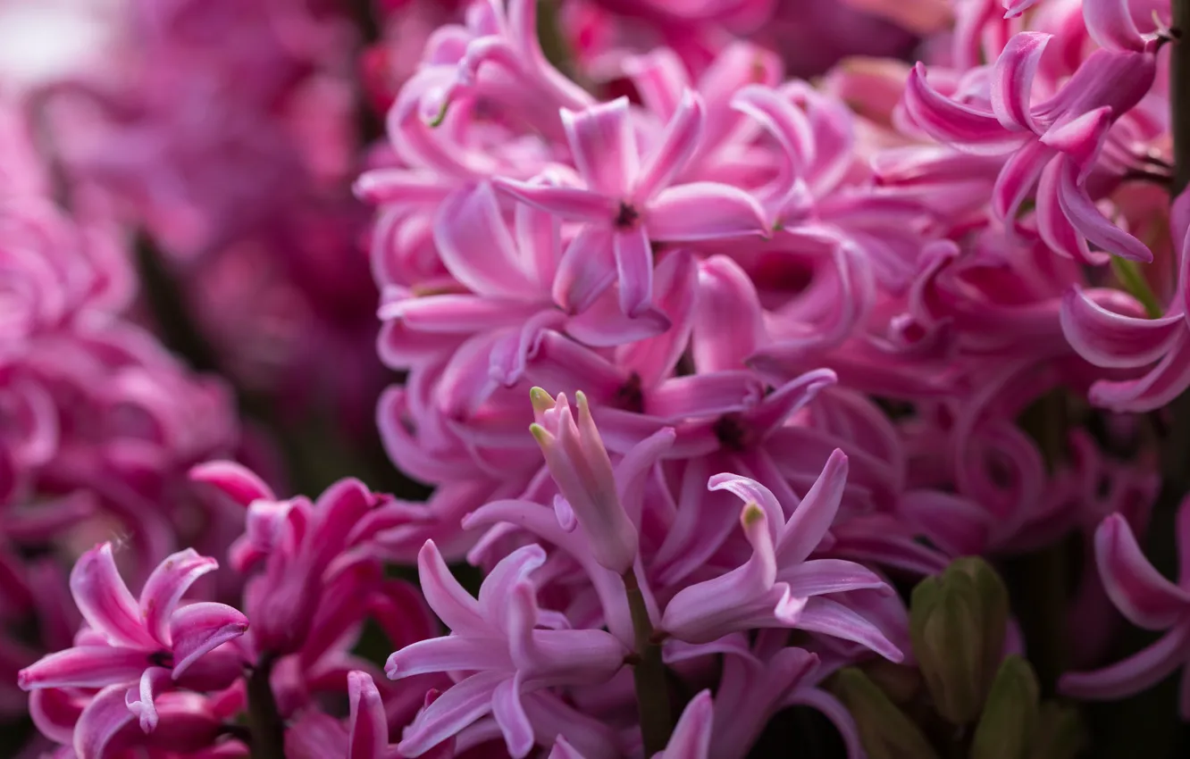Photo wallpaper macro, pink, hyacinth
