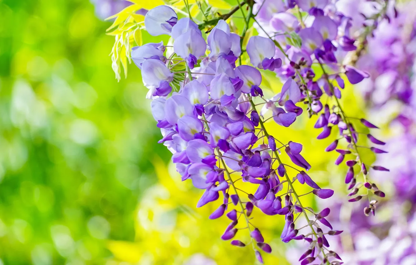 Photo wallpaper lilac, Wisteria, Wisteria
