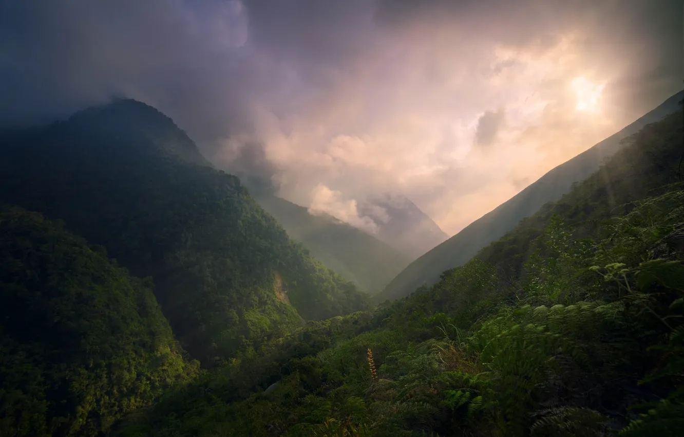 Photo wallpaper Jungle, Clouds, Green, Sunset, Mountains