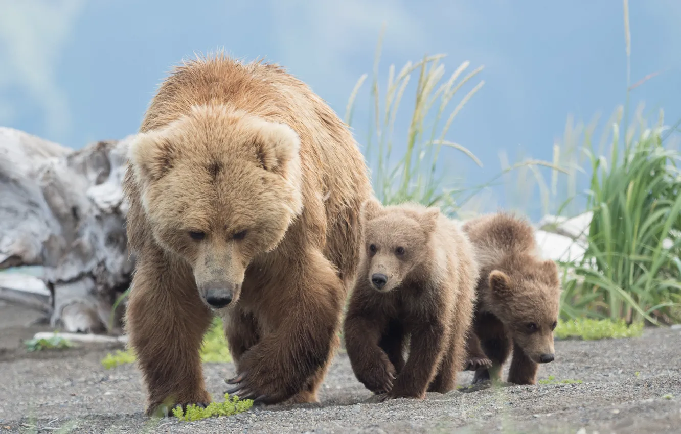 Photo wallpaper bears, bears, bear, Grizzly