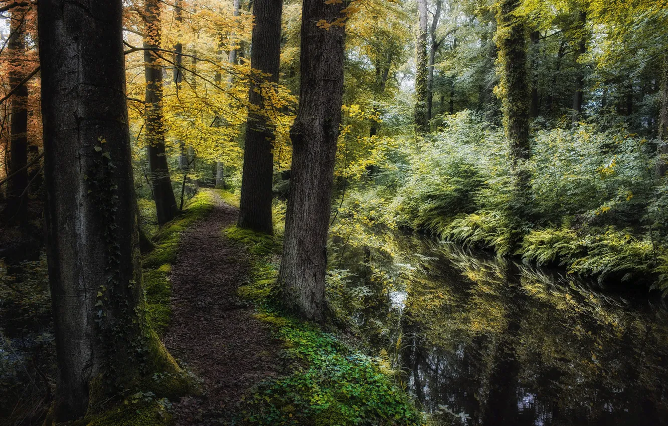 Photo wallpaper autumn, forest, grass, trees, landscape, nature, stream, path