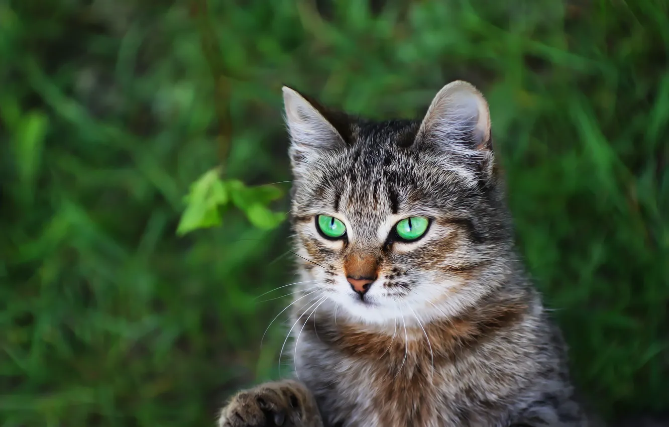 Photo wallpaper greens, cat, background, cat
