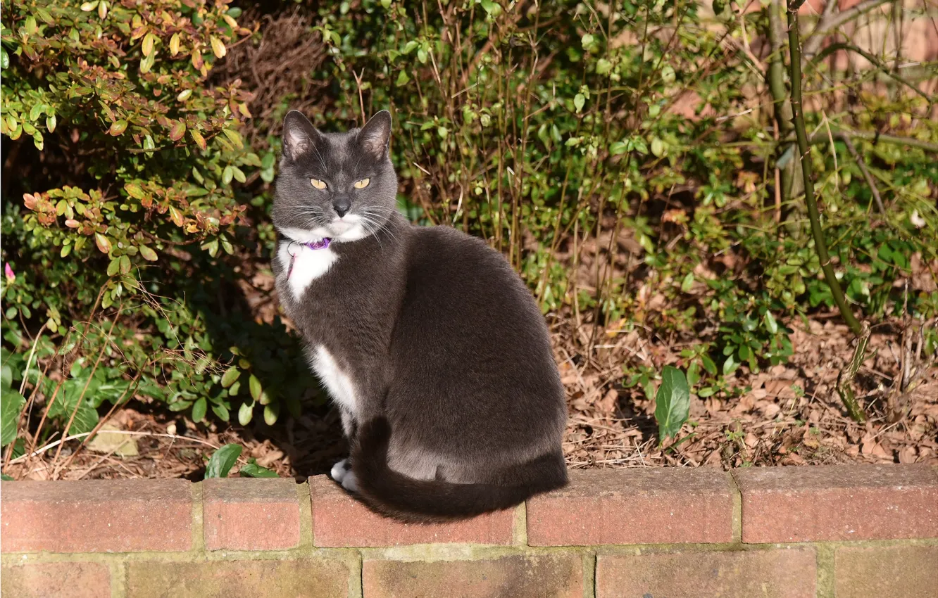 Photo wallpaper cat, look, grey