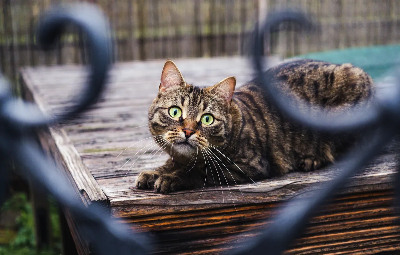 Photo wallpaper cat, cat, look, the fence, bokeh