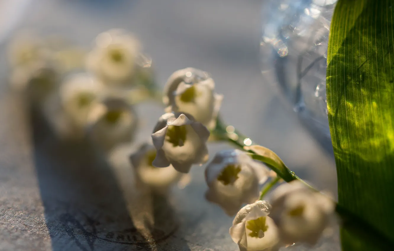 Photo wallpaper grey background, lilies of the valley, blur bokeh