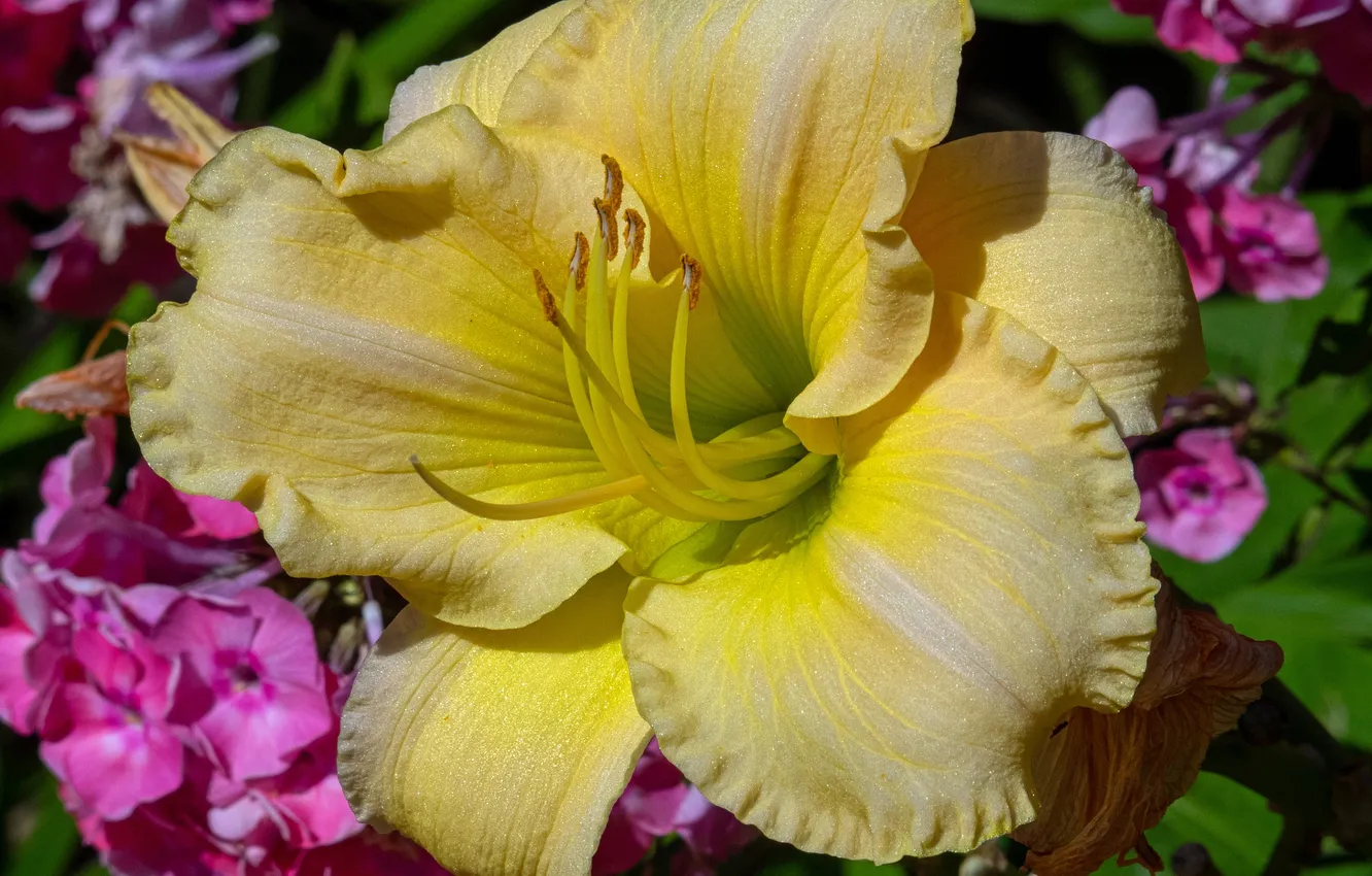 Photo wallpaper flowers, Phlox, daylilies