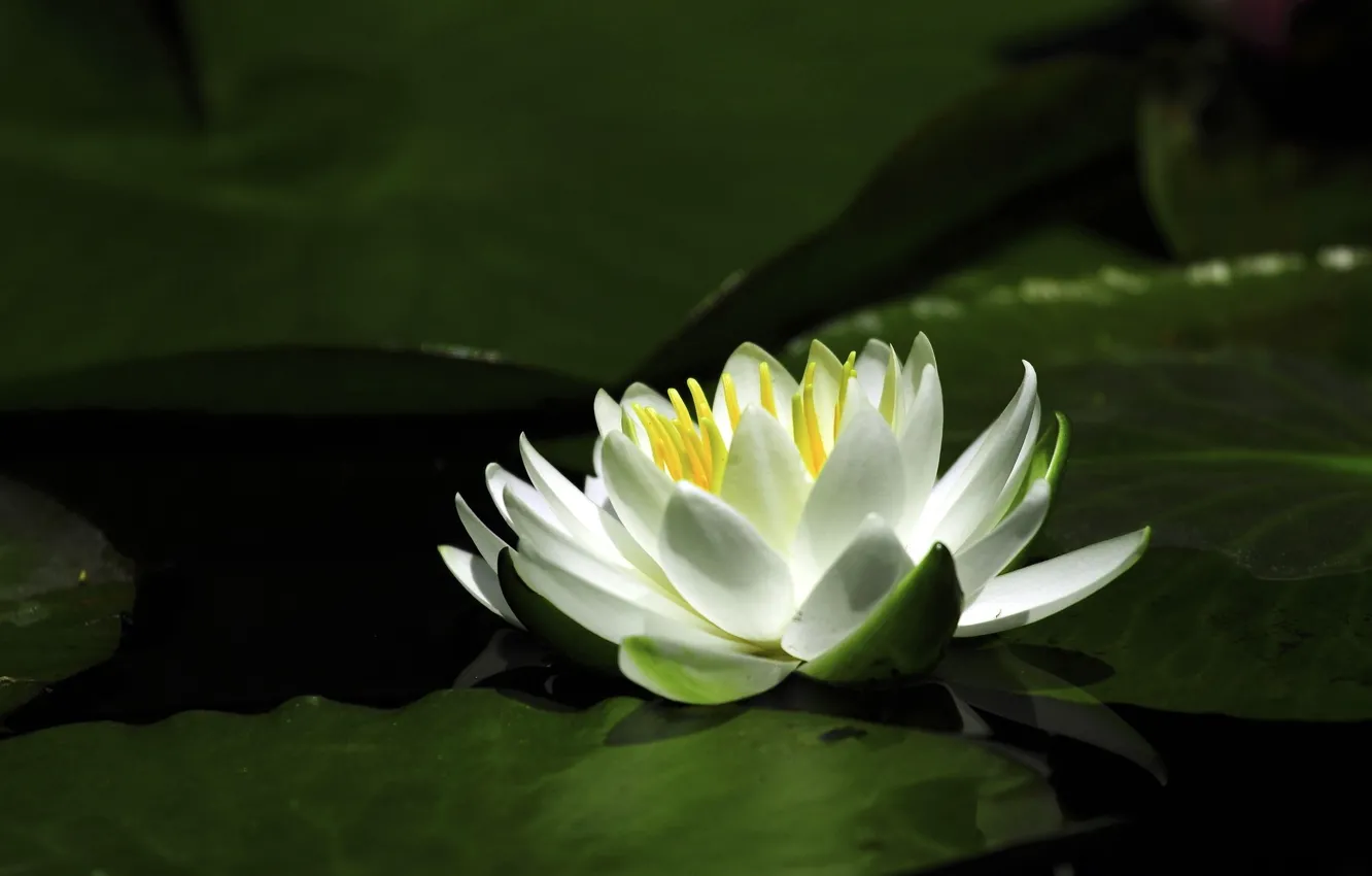 Photo wallpaper flower, water, Lily, petals, Lily