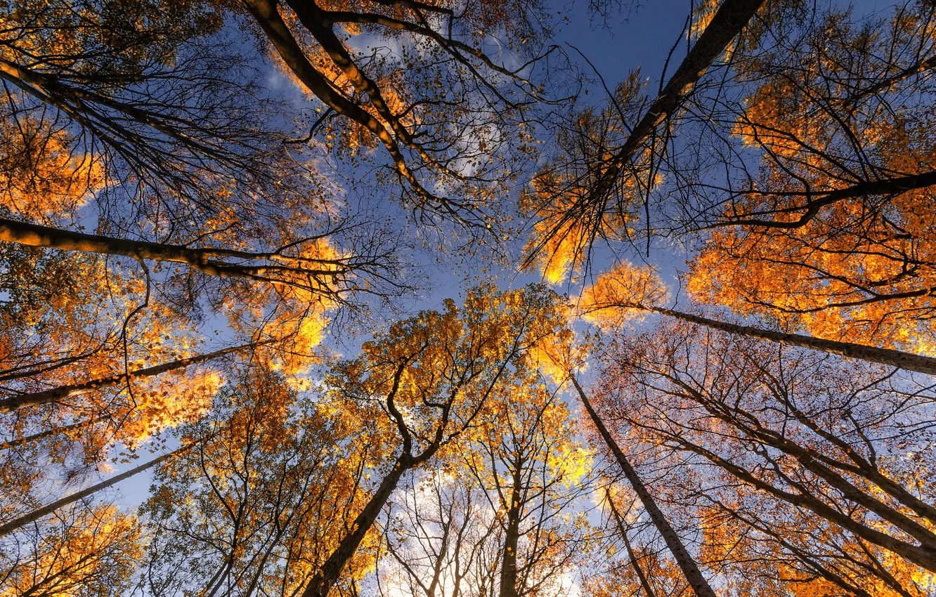 Photo wallpaper autumn, the sky, leaves, trees