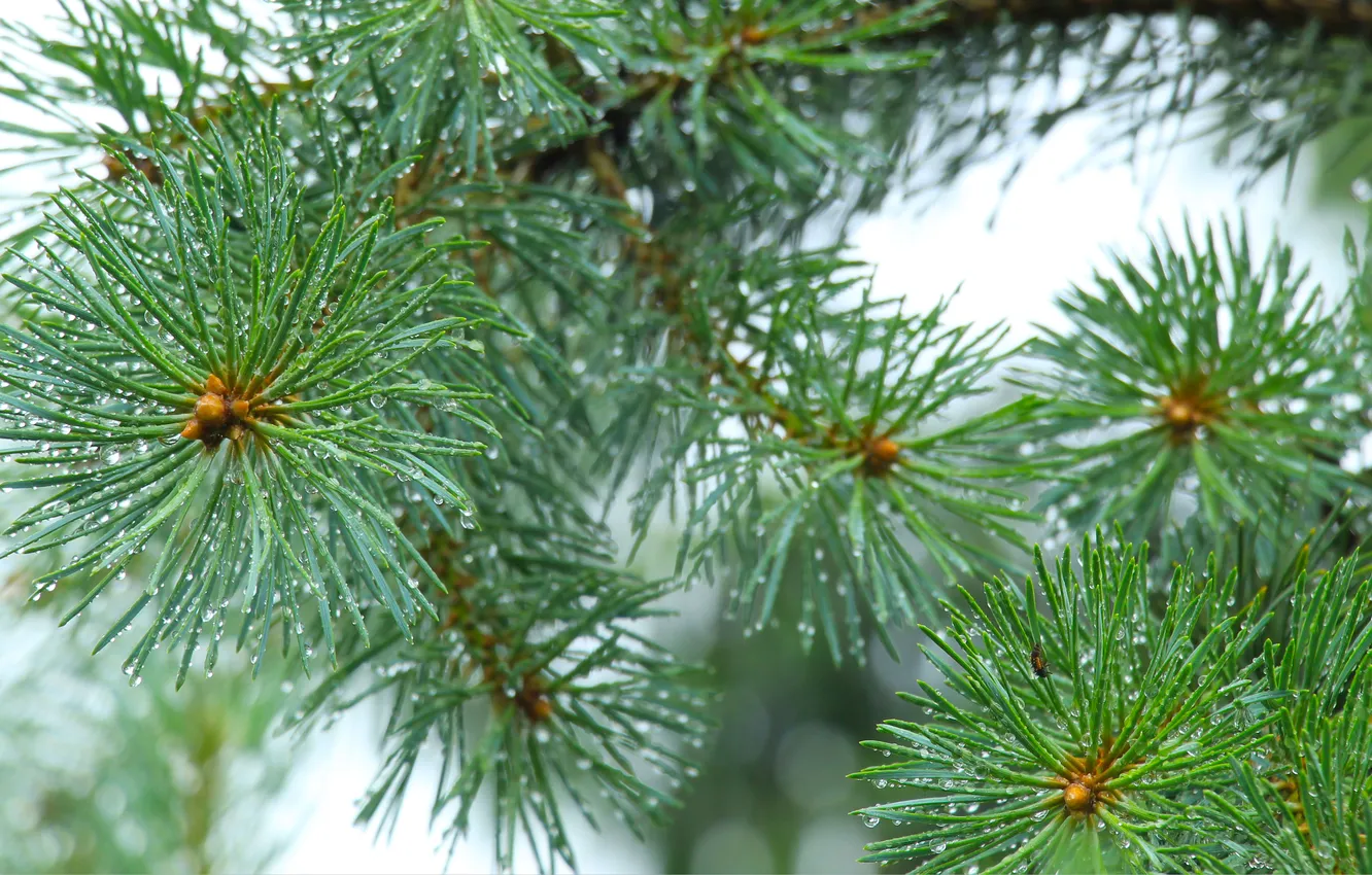 Photo wallpaper pine, spruce, twig