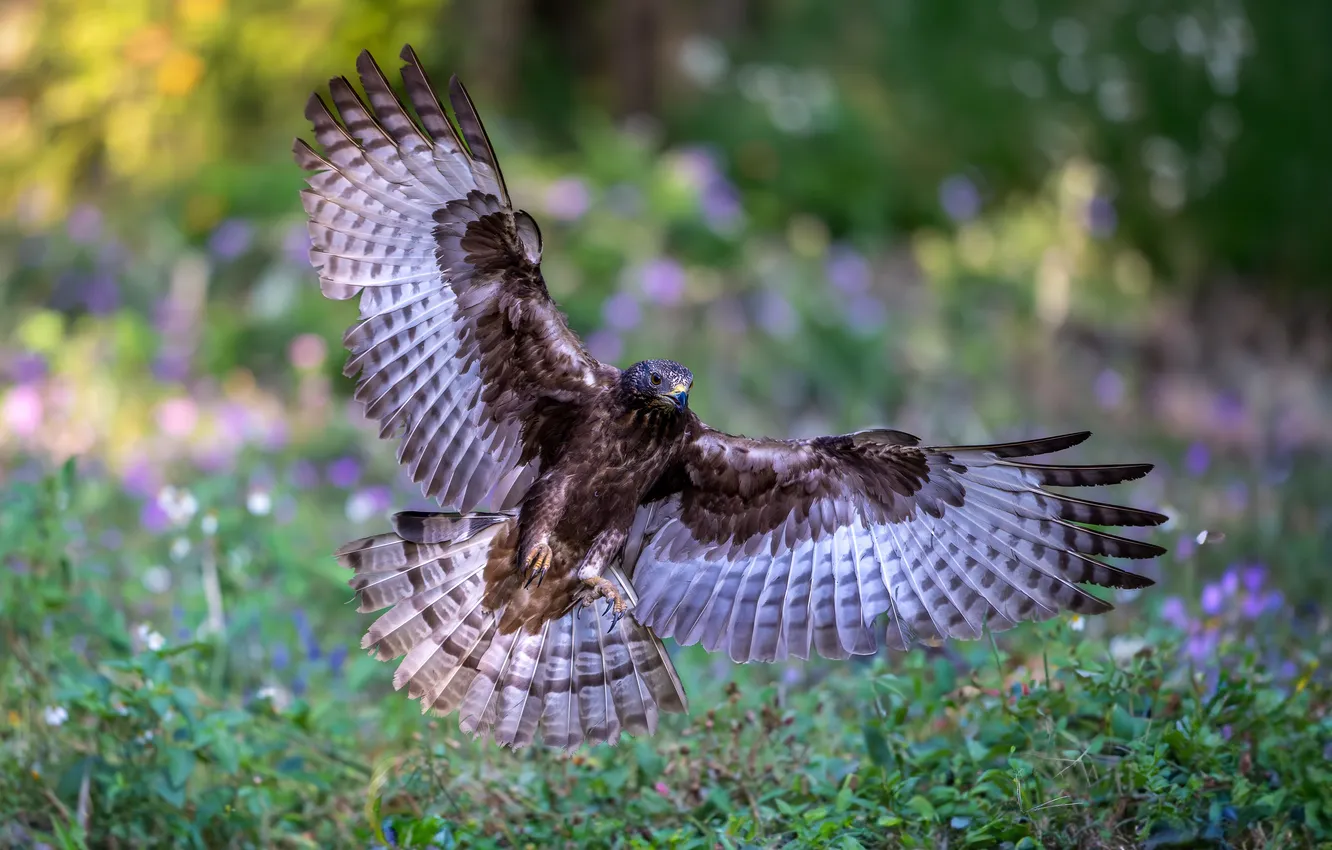 Photo wallpaper flight, bird, wings, predator