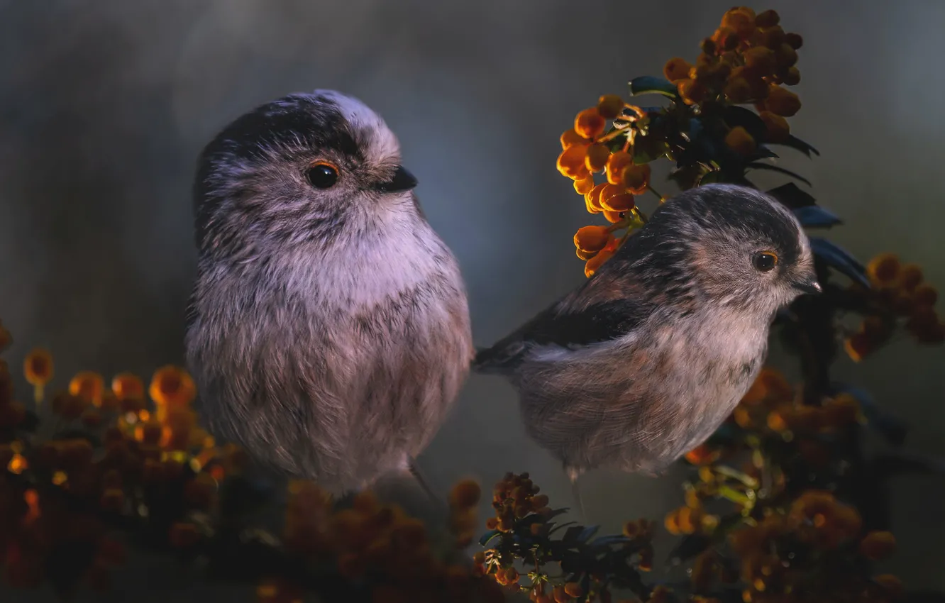 Photo wallpaper flowers, birds, branches, rendering, Tits, photoart