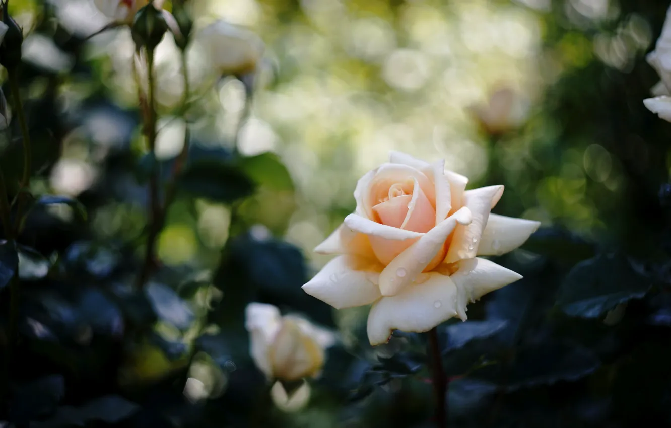 Photo wallpaper rose, beauty, buds
