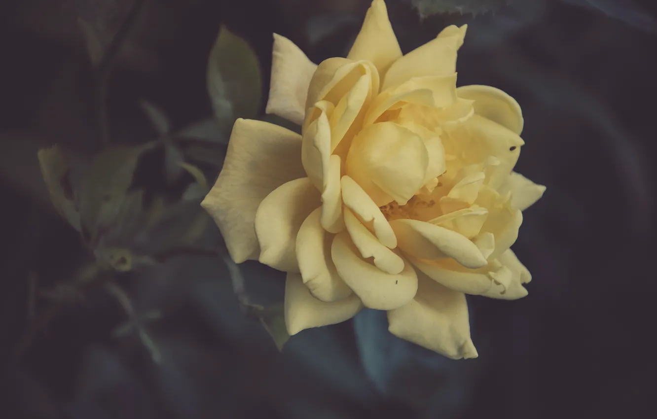 Photo wallpaper flower, rose, yellow rose