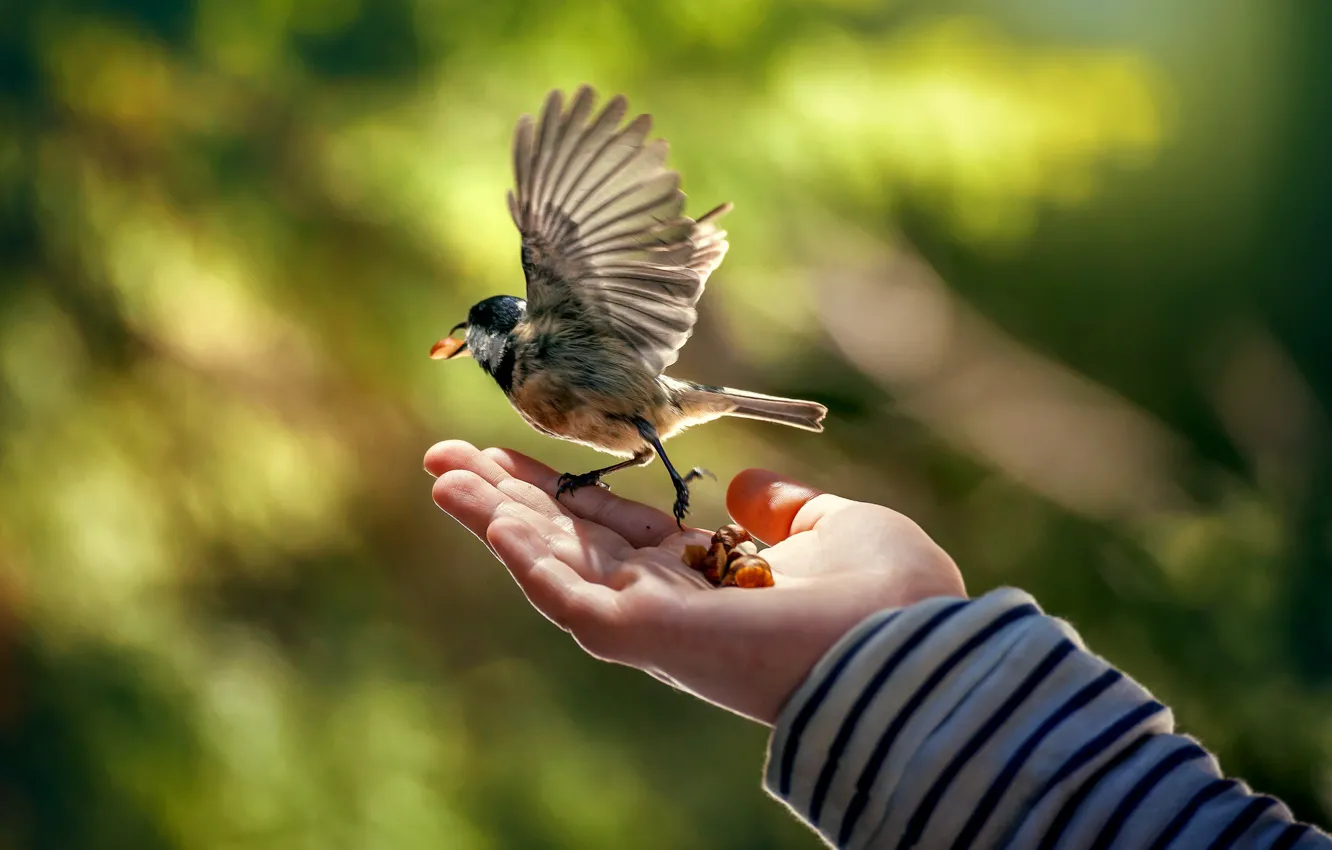 Photo wallpaper hands, bird, the rise