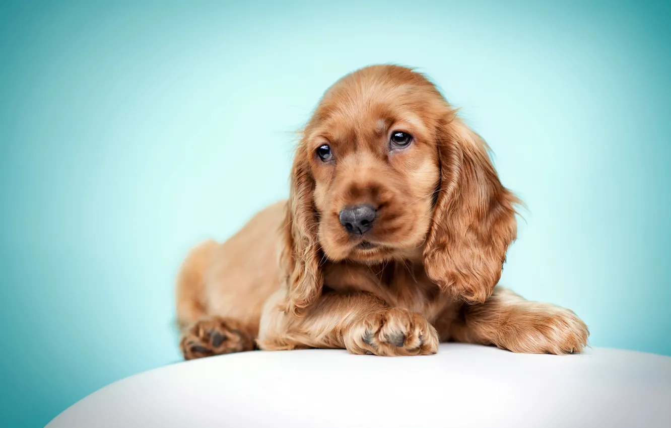 Photo wallpaper look, pose, dog, puppy, face, blue background, Spaniel