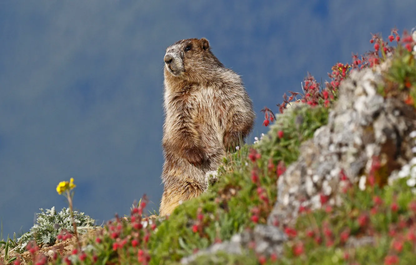 Photo wallpaper flowers, nature, marmot, rodent
