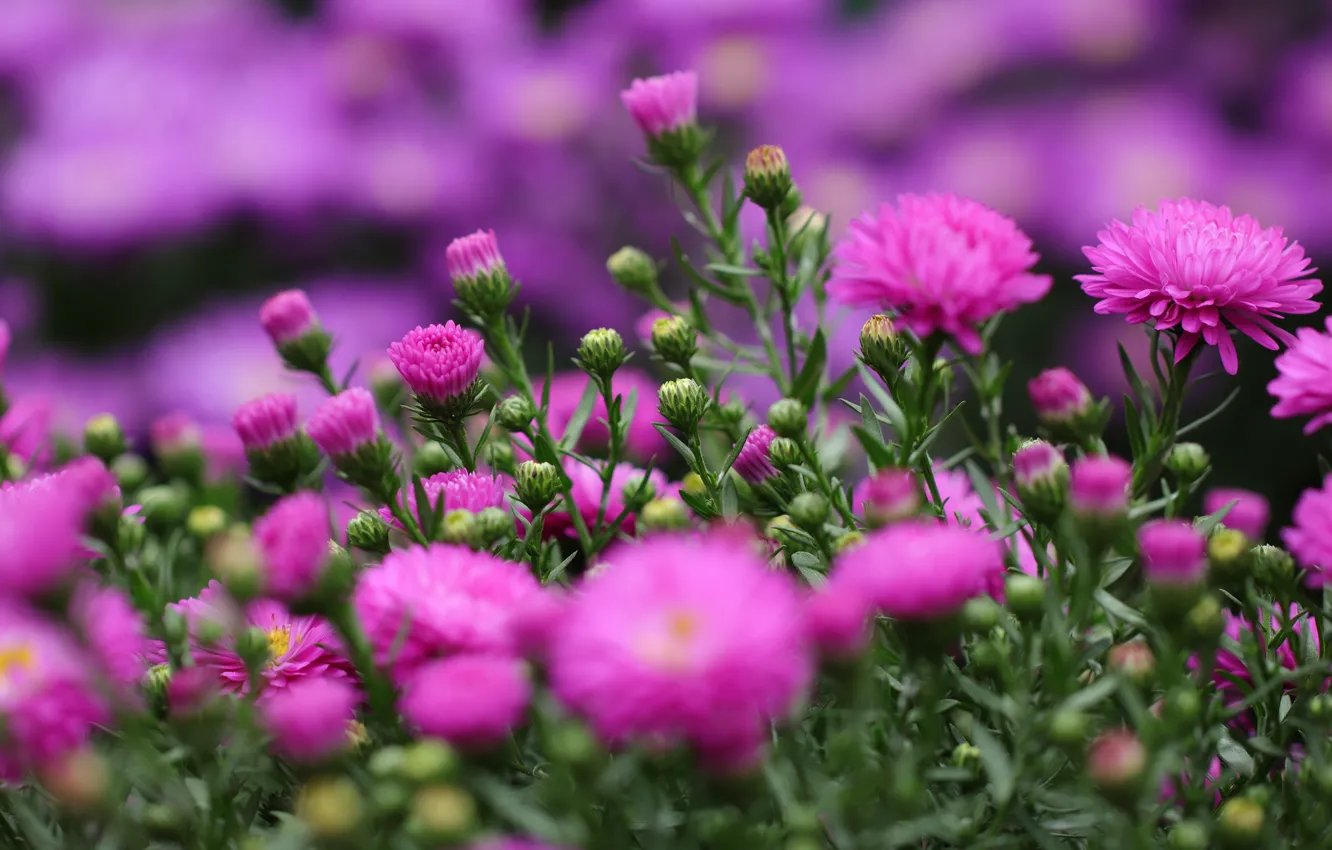 Photo wallpaper summer, flowers, bright, blur, pink, flowerbed, asters