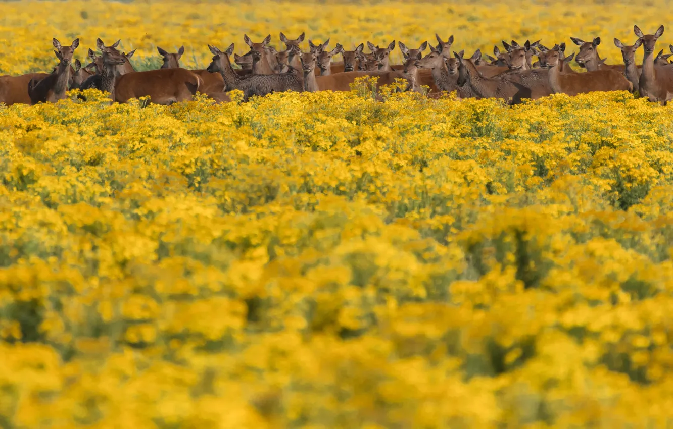 Photo wallpaper field, flowers, animal, the herd