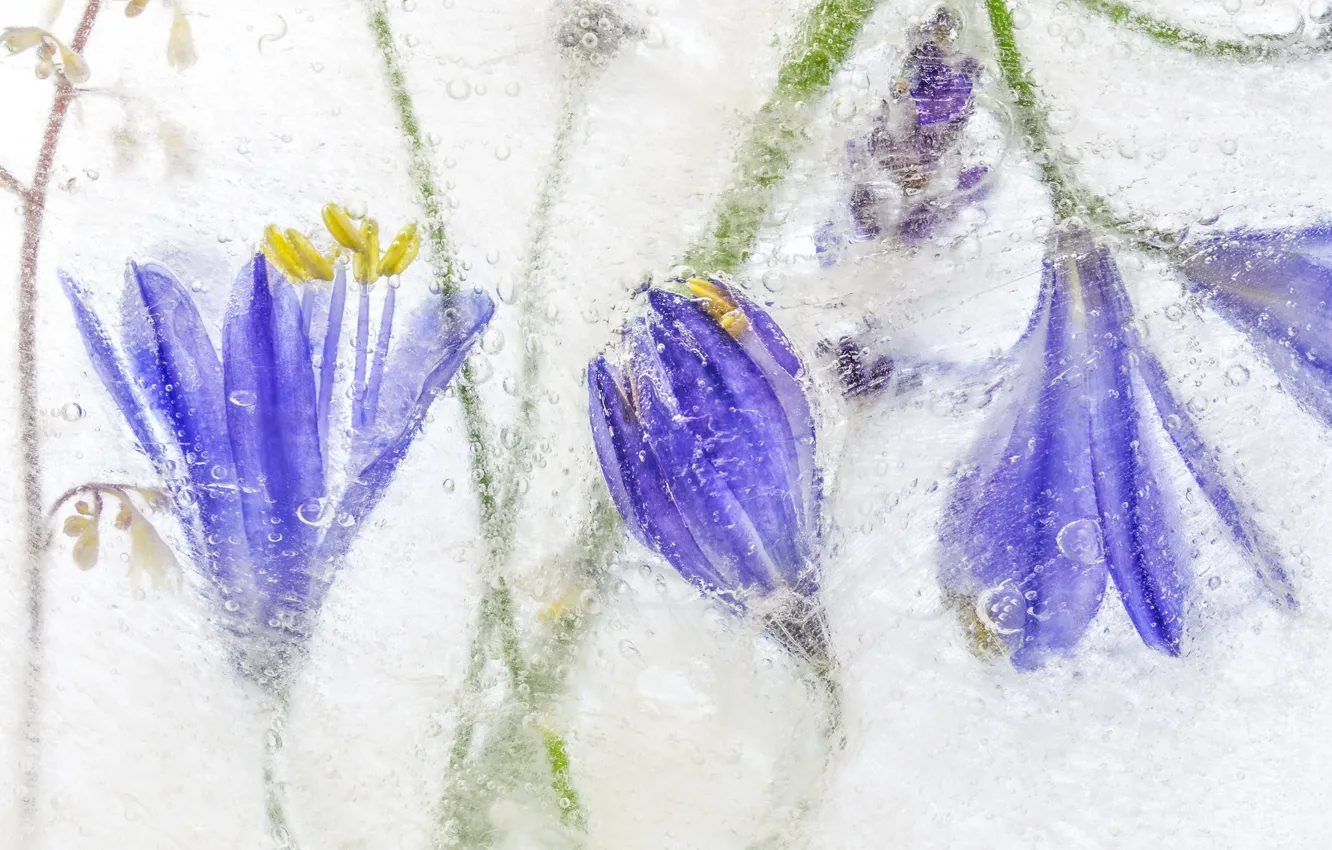 Photo wallpaper ice, nature, petals, frost, agapanthus