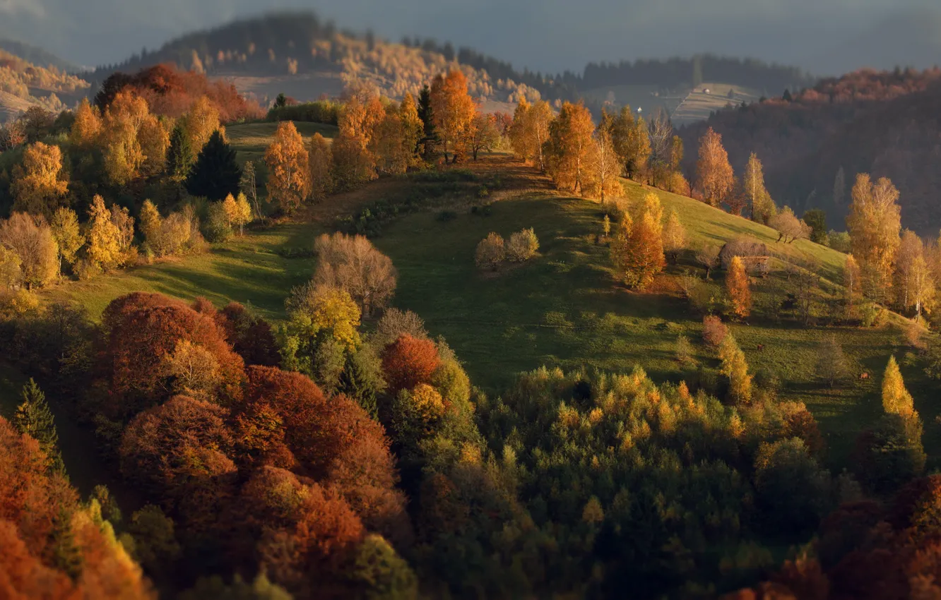 Photo wallpaper autumn, trees, landscape, nature, hills, Romania, Alexander Perov