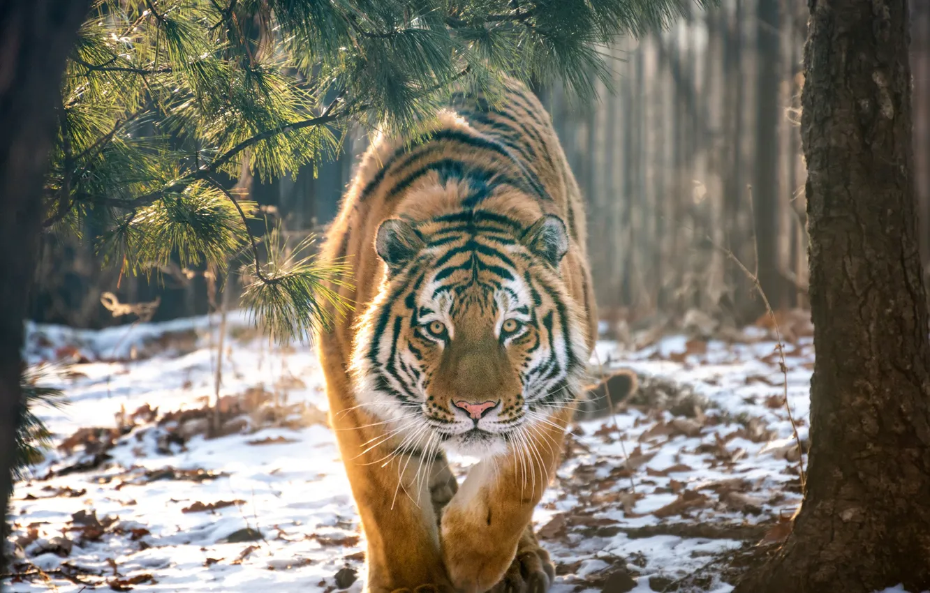 Photo wallpaper forest, snow, trees, tiger, predator, wild cat, Andrey Grachev