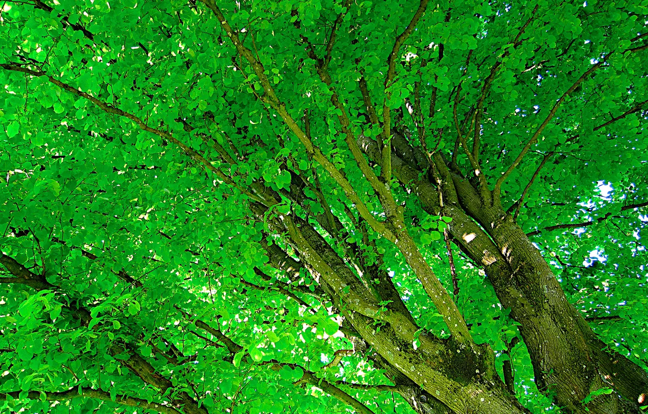 Photo wallpaper leaves, trees, trunk, crown