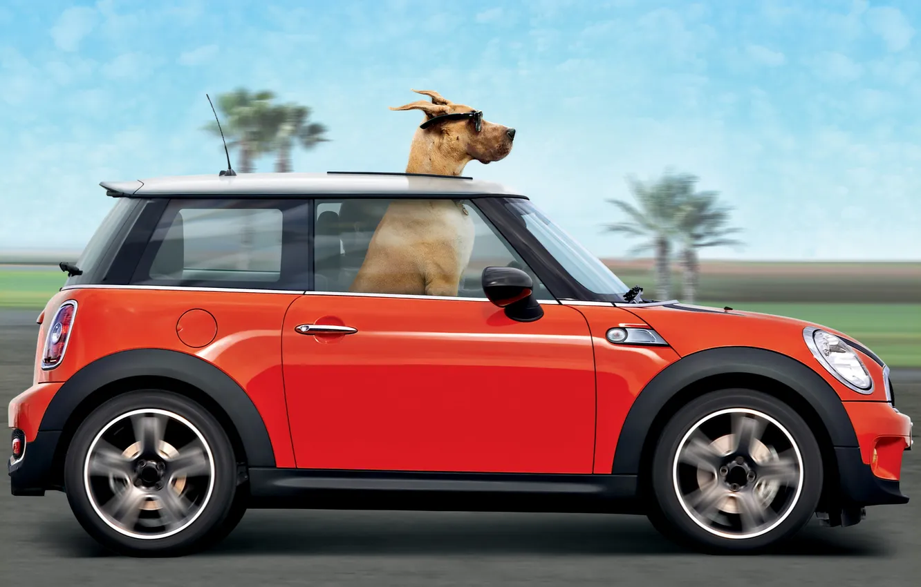 Photo wallpaper road, red, palm trees, the wind, speed, dog, glasses, car
