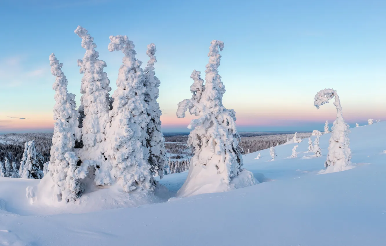 Photo wallpaper trees, sunset, snow, Finland