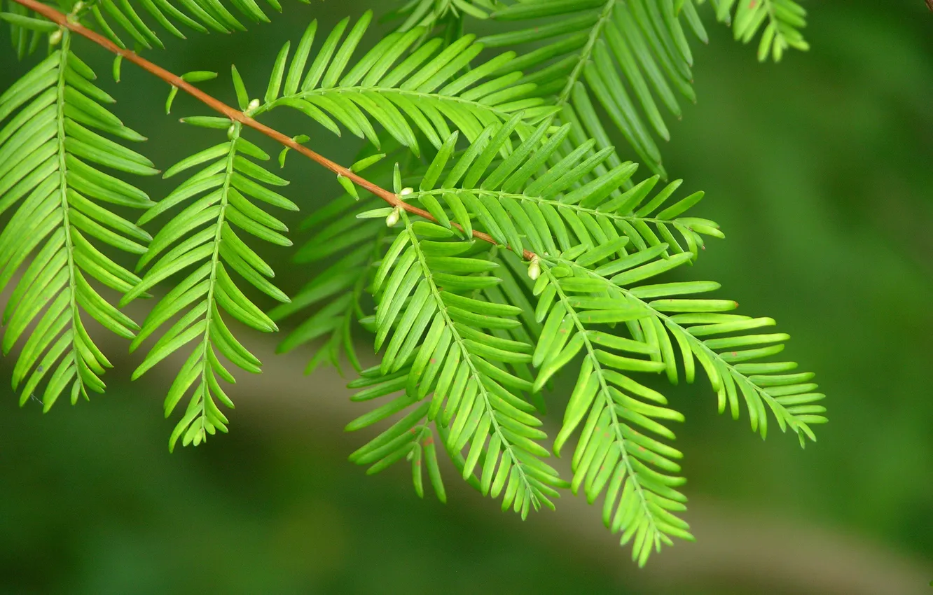 Photo wallpaper leaves, branches, green