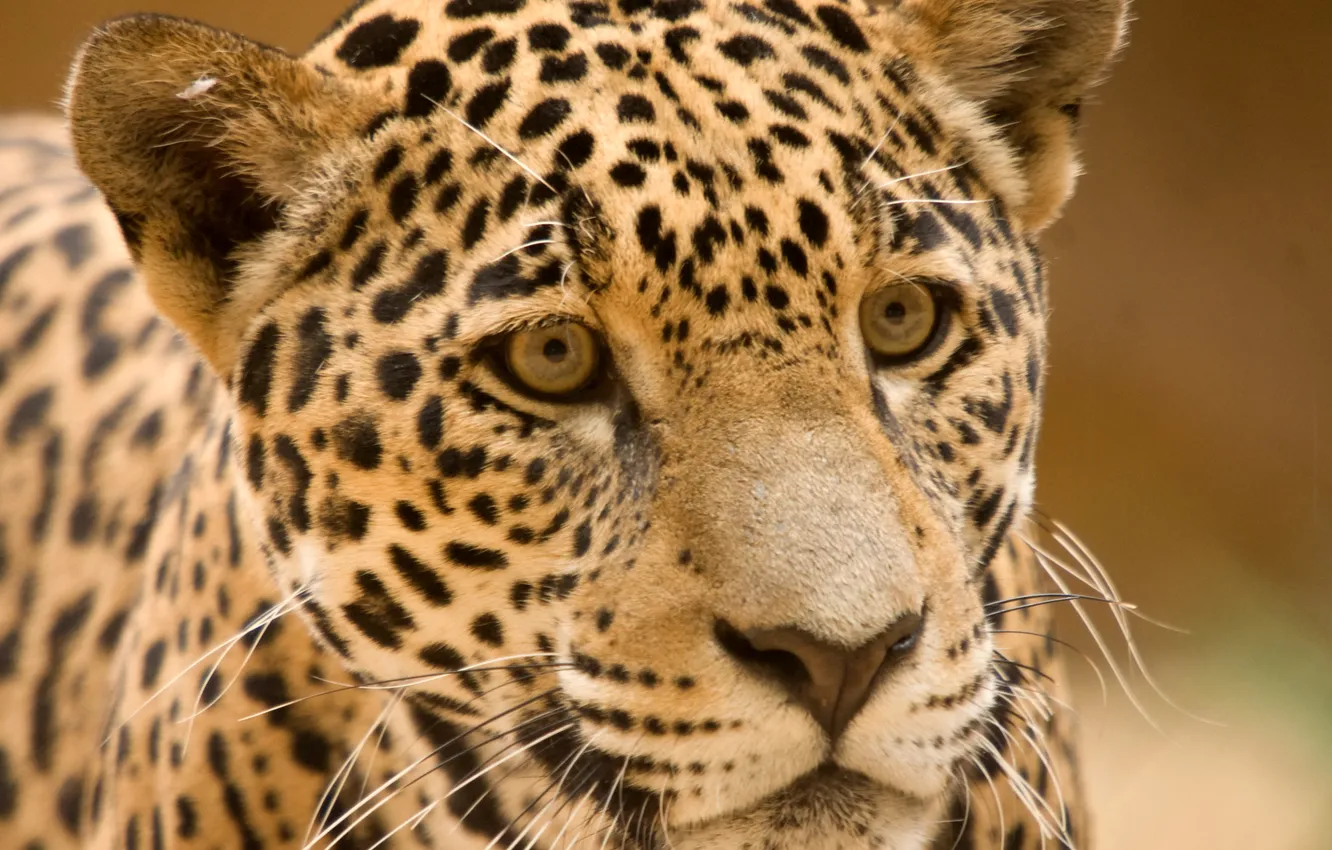 Photo wallpaper cat, look, face, Jaguar