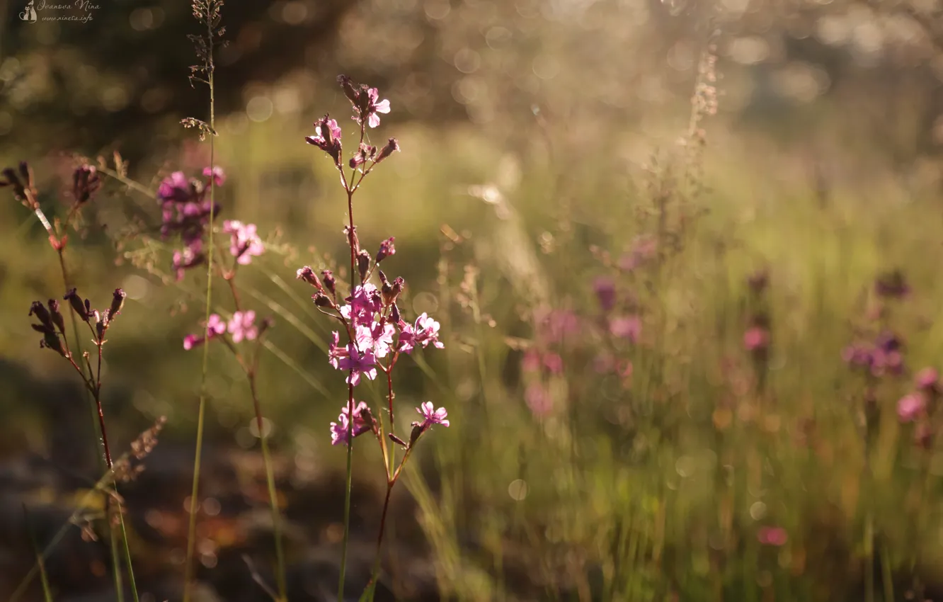 Photo wallpaper landscape, flowers, nature, Karelia