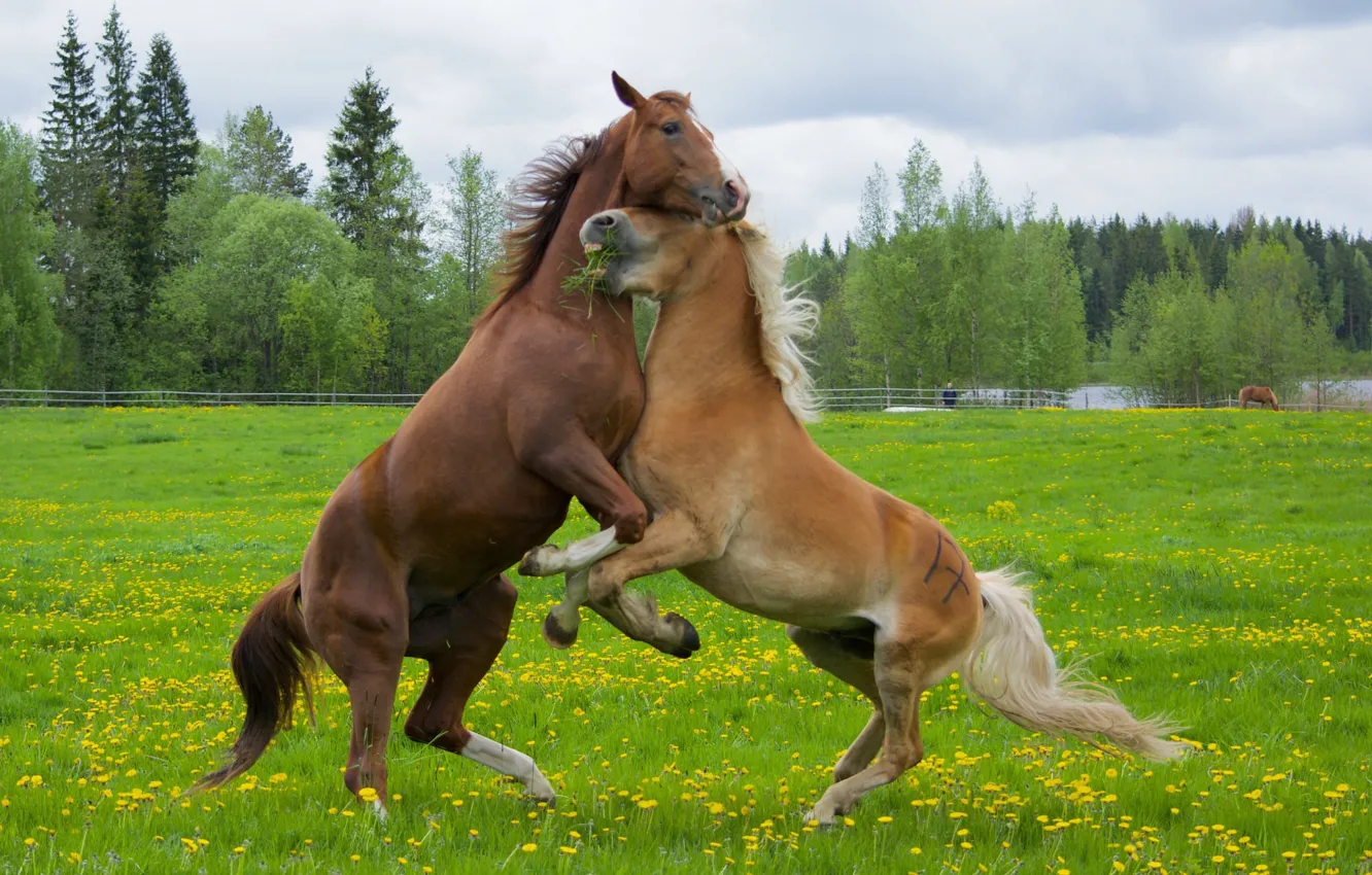 Photo wallpaper horses, spring, horse, meadow, fight