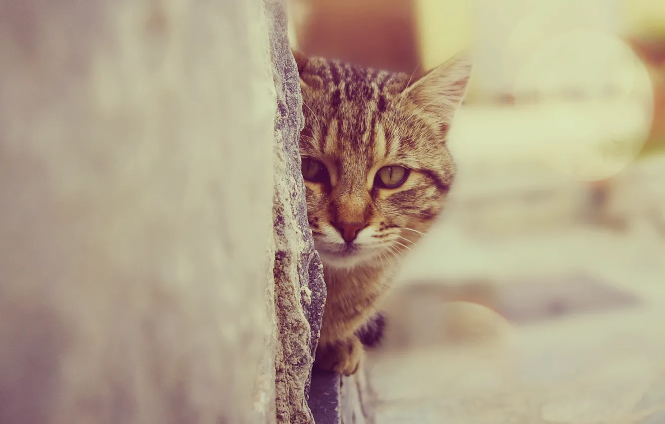 Photo wallpaper cat, look, wall, the pupil, though
