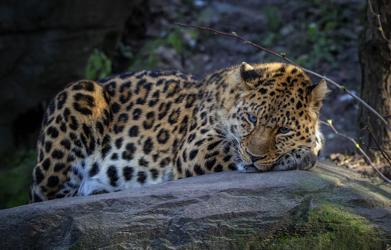 Photo wallpaper look, stones, leopard, lies