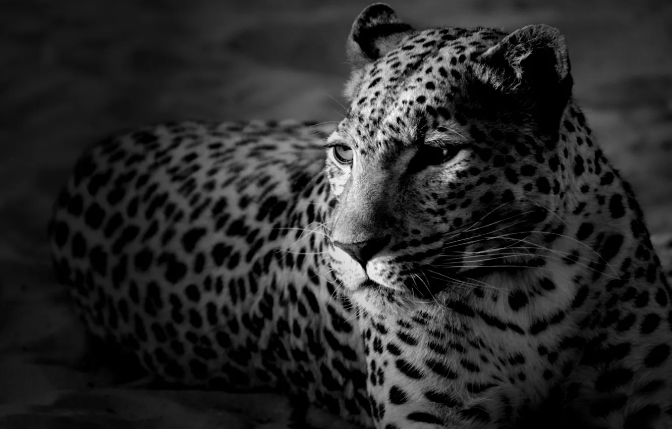 Photo wallpaper face, leopard, black and white Wallpaper