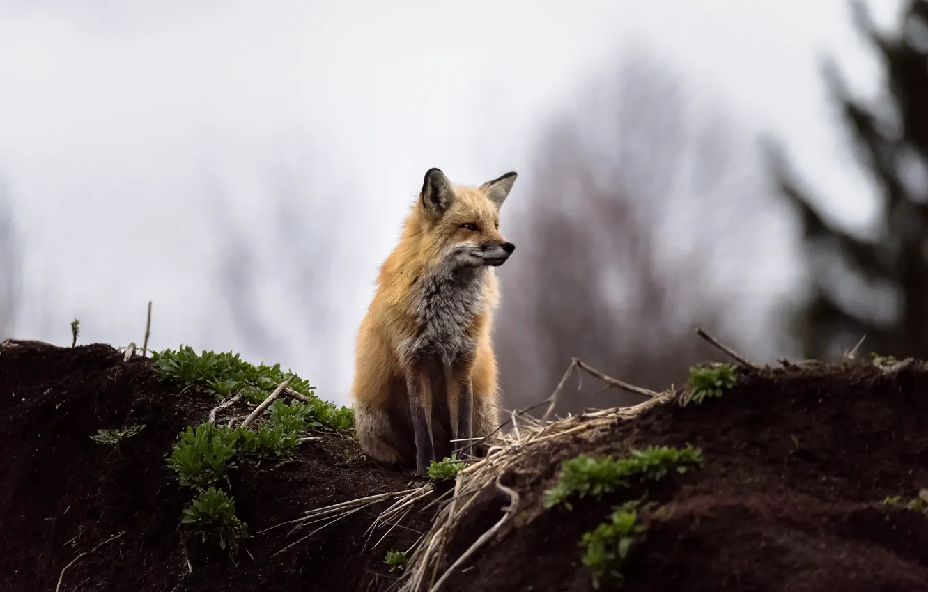 Photo wallpaper nature, background, Fox