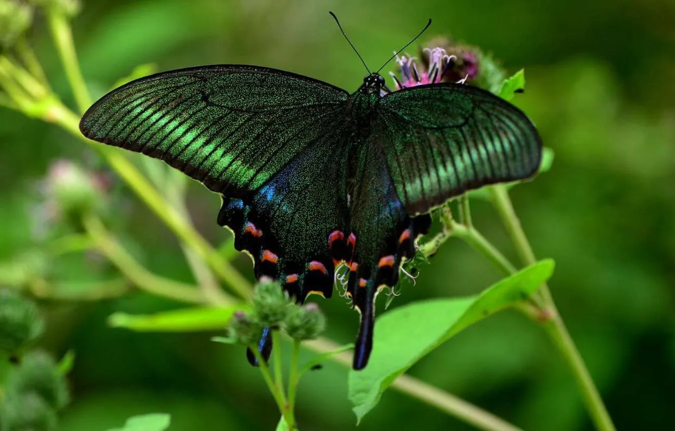 Photo wallpaper nature, macro, insect, nature, butterfly, flowers, leaves, insects