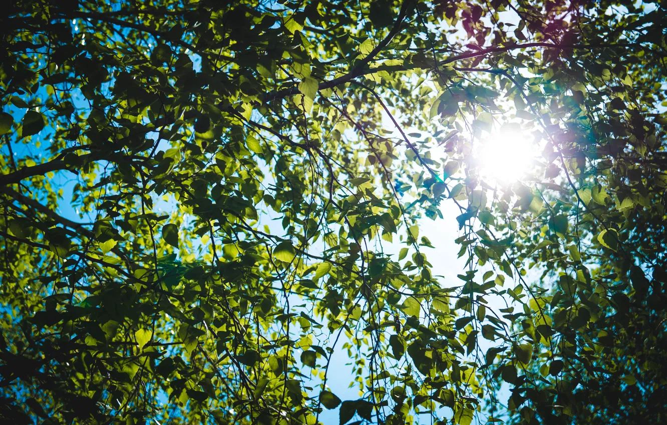 Photo wallpaper leaves, the sun, macro, rays, nature, birch
