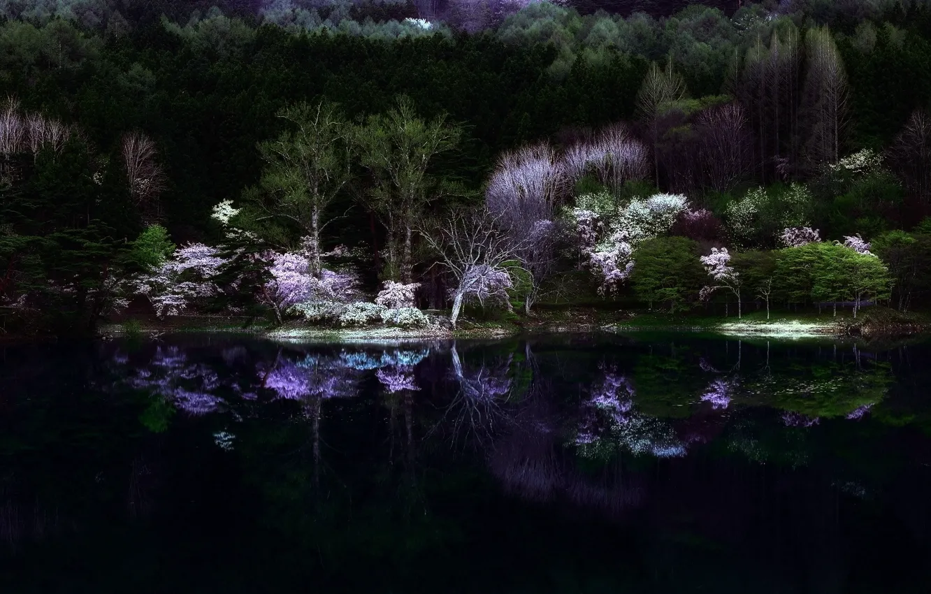 Photo wallpaper forest, night, nature, lake, the darkness, spring, Japan, Sakura