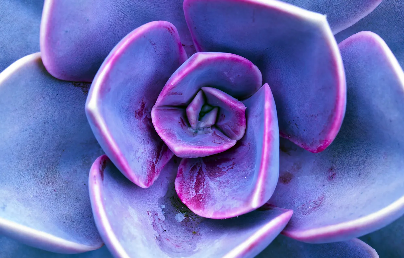 Photo wallpaper plant, petals, purple