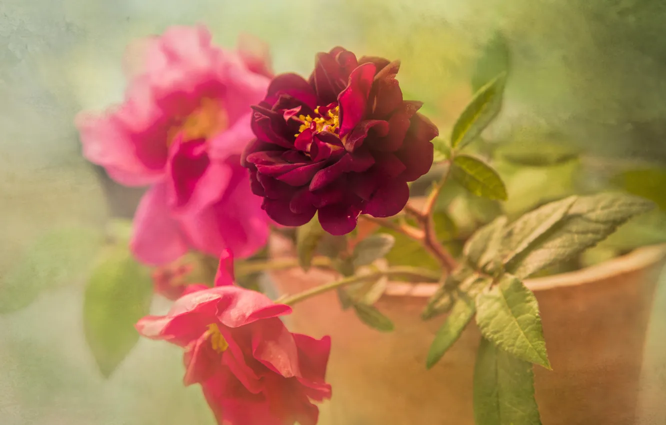Photo wallpaper bright, roses, treatment, pot, pink