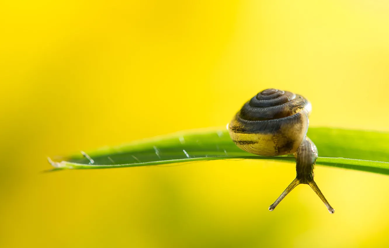 Photo wallpaper grass, shell, snail