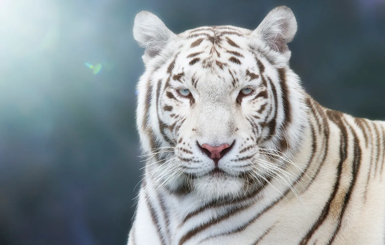 Photo wallpaper white, look, face, light, tiger, background, blue, portrait