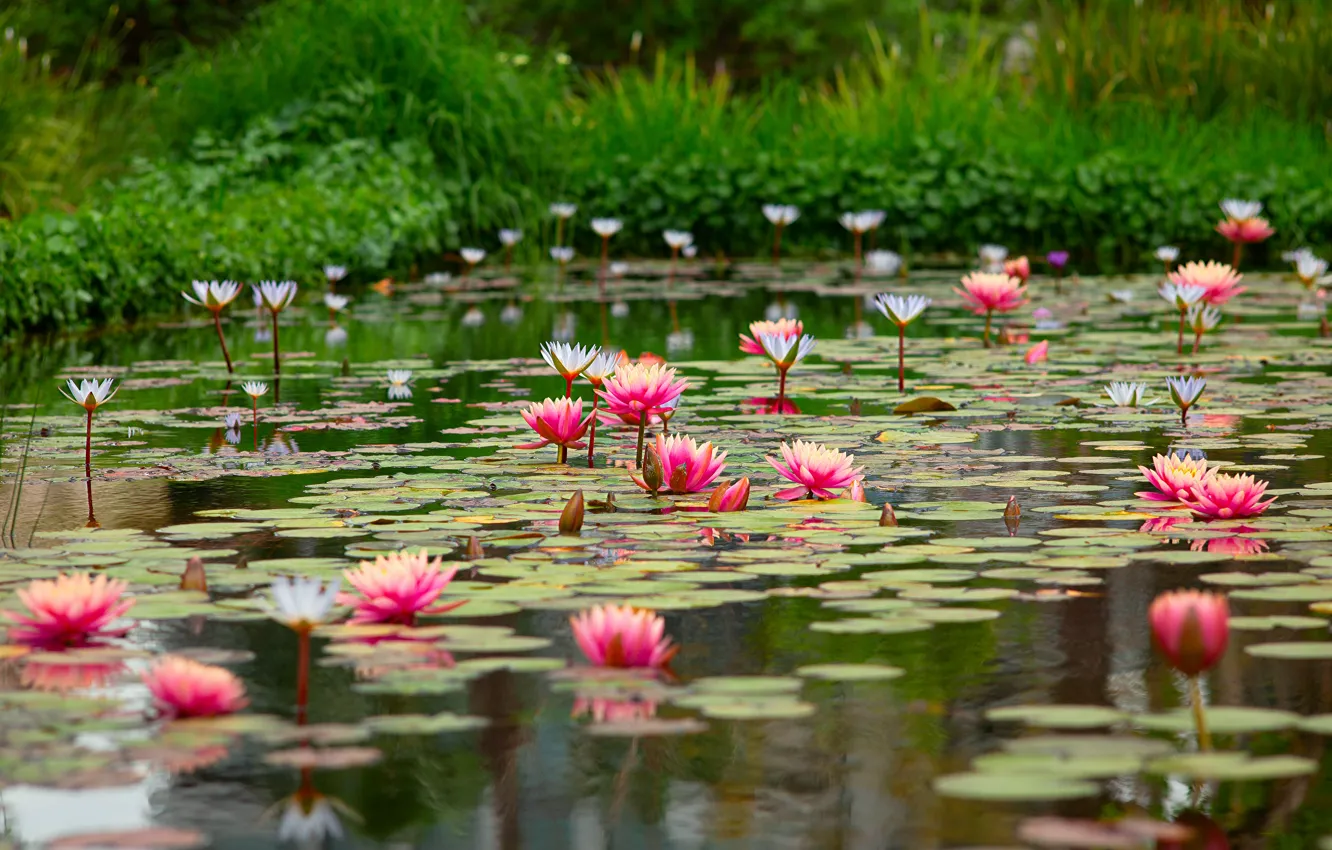 Photo wallpaper greens, summer, grass, leaves, water, flowers, lake, pond