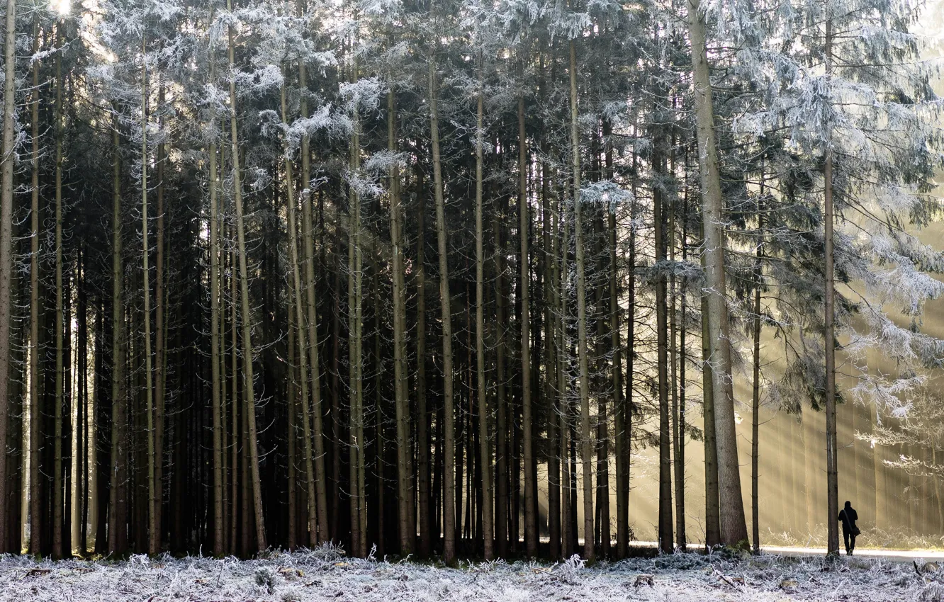 Photo wallpaper winter, forest, people, morning