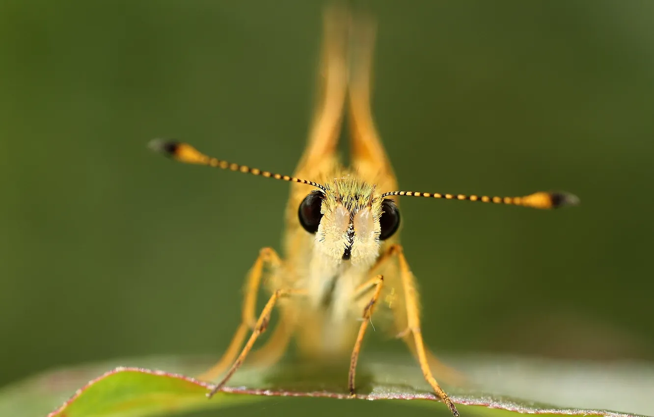 Photo wallpaper macro, nature, background, butterfly