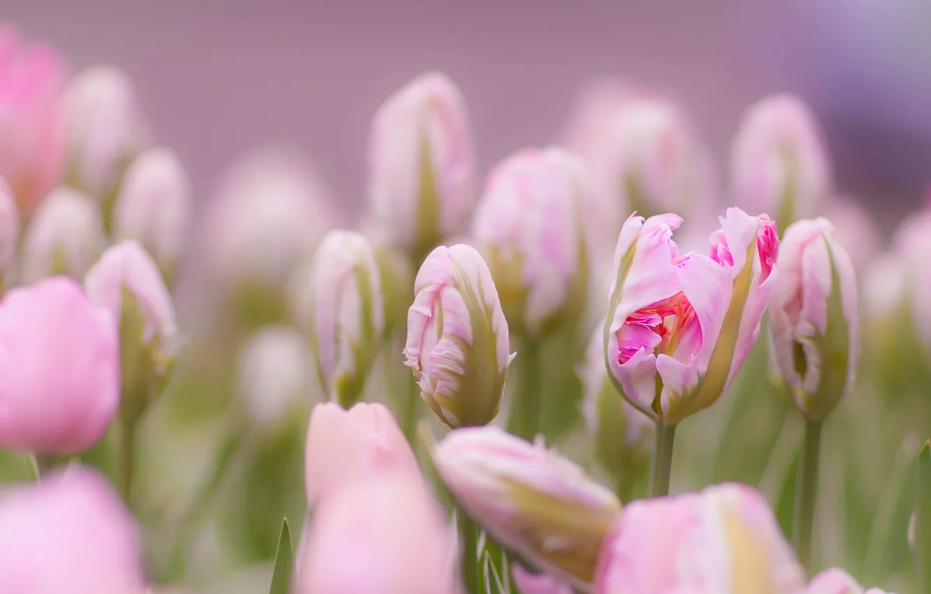 Photo wallpaper flowers, tenderness, tulips, buds