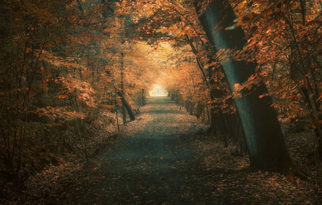 Photo wallpaper road, autumn, forest