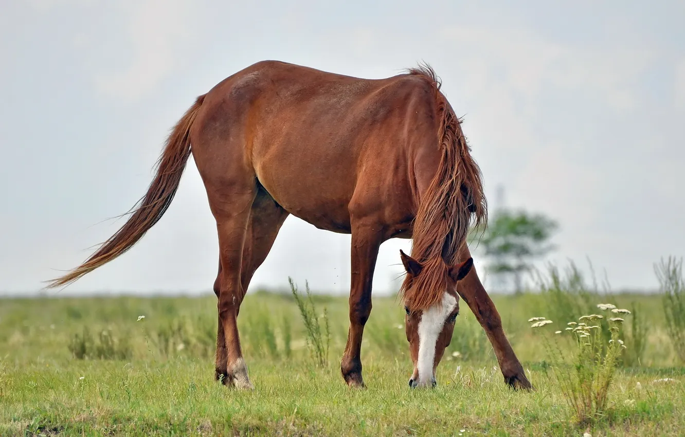 Photo wallpaper field, nature, horse
